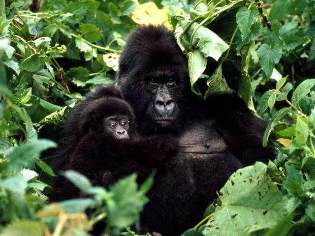 Mountain gorilla Mountain Gorilla Gorillas WWF