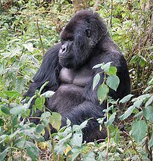 Mountain gorilla Mountain gorilla Wikipedia