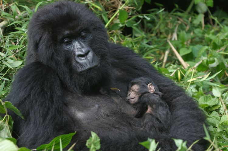 Mountain gorilla Mountain Gorilla Facts Endangered Animals