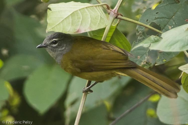 Mountain greenbul Eastern Mountain Greenbul Andropadus nigriceps videos photos and