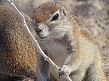 Mountain ground squirrel httpsuploadwikimediaorgwikipediacommonsthu