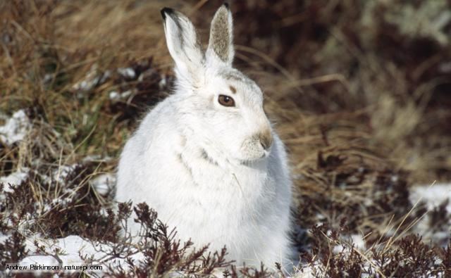 Mountain hare BBC Nature Mountain hare videos news and facts