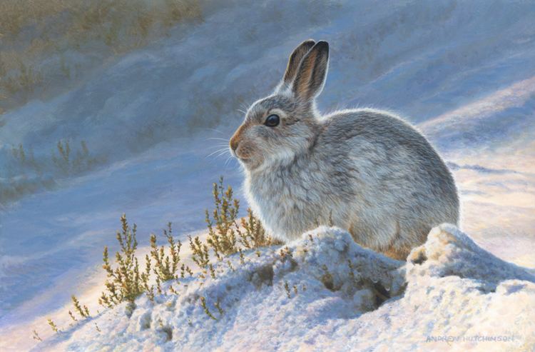 Mountain hare Mountain Hare Lepus timidus Ground Mammals