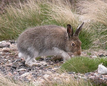Mountain hare httpsuploadwikimediaorgwikipediacommons44