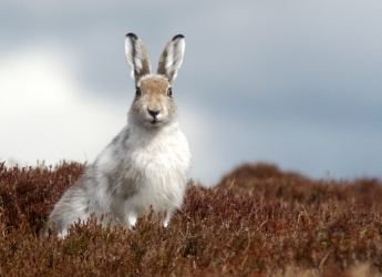Mountain hare Mountain hares Ecological Sciences Research The James Hutton