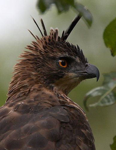 Mountain hawk-eagle Mountain Hawkeagle Nisaetus nipalensis