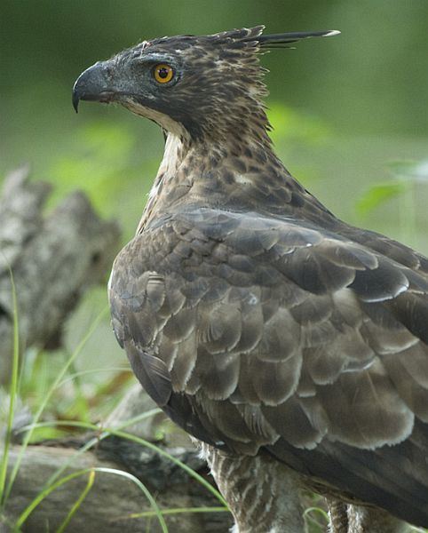 Mountain hawk-eagle Oriental Bird Club Image Database Mountain Hawk Eagle Nisaetus