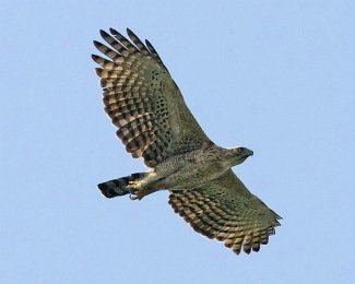 Mountain hawk-eagle Mountain Hawk Eagle Nisaetus nipalensis The Eagle Directory