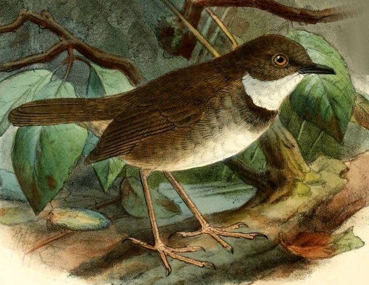 Mountain mouse-warbler