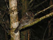 Mountain owlet-nightjar httpsuploadwikimediaorgwikipediacommonsthu