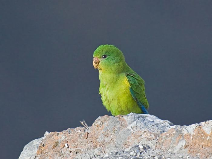 Mountain parakeet Niall39s nature pages