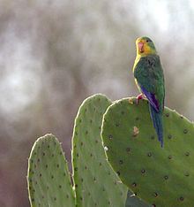 Mountain parakeet httpsuploadwikimediaorgwikipediacommonsthu