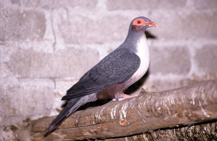 Mountain pigeon Photos of Papuan Mountainpigeon Gymnophaps albertisii the