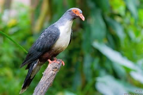 Mountain pigeon More on Gymnophaps albertisii Papuan Mountain Pigeon