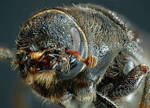 Mountain pine beetle devastating spread of the mountain pine beetle