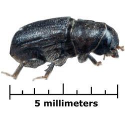 Mountain pine beetle httpsuploadwikimediaorgwikipediacommonsthu