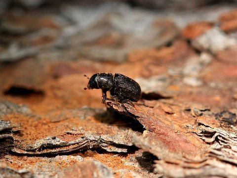 Mountain pine beetle Double Trouble From Mountain Pine Beetles The New York Times