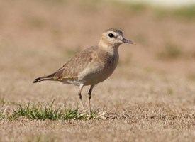 Mountain plover Mountain Plover Identification All About Birds Cornell Lab of