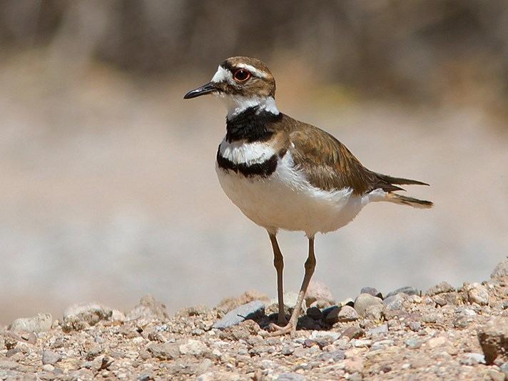 Mountain plover Mountain Plover Identification All About Birds Cornell Lab of