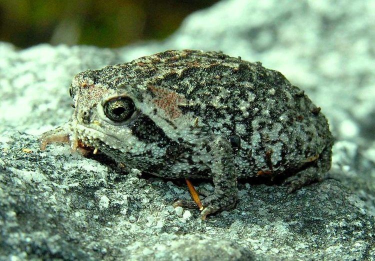 Mountain rain frog