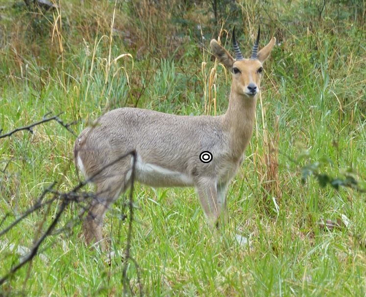 Mountain reedbuck Trophy Mountain Reedbuck Hunting In South Africa Big Game Hunting