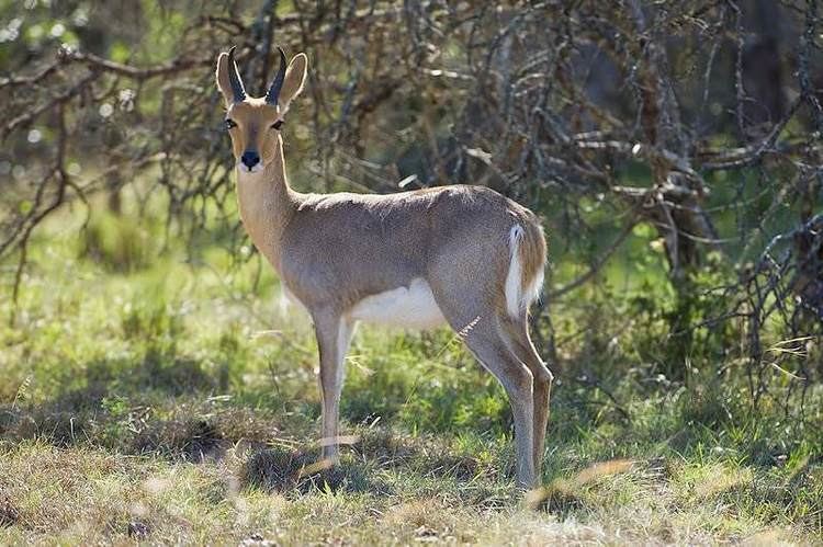 Mountain reedbuck Trophy Hunting the Mountain Reedbuck in South Africa
