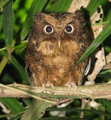 Mountain scops owl Surfbirds Online Photo Gallery Search Results