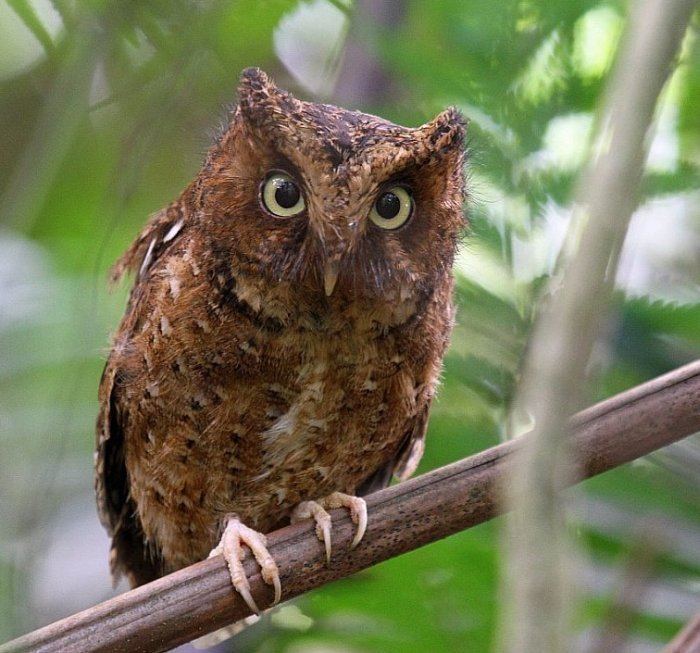 Mountain scops owl Surfbirds Online Photo Gallery Search Results