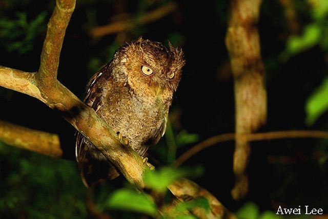 Mountain scops owl Oriental Bird Club Image Database Photographers