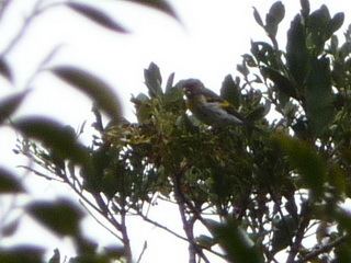 Mountain serin Birding in the Philippines Kitanglad Natural Park