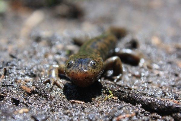 Mountain stream salamander httpssmediacacheak0pinimgcom736xd9fdc0