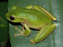 Mountain stream tree frog httpsuploadwikimediaorgwikipediacommonsthu