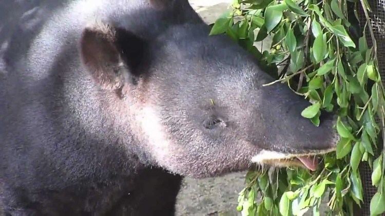 Mountain tapir MOUNTAIN TAPIR YouTube