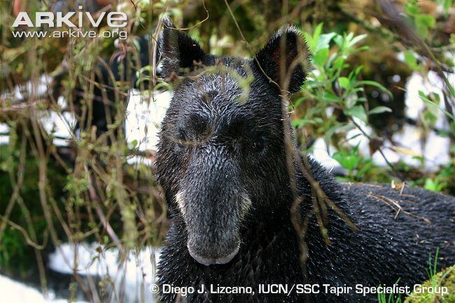Mountain tapir Mountain tapir photo Tapirus pinchaque G75473 ARKive