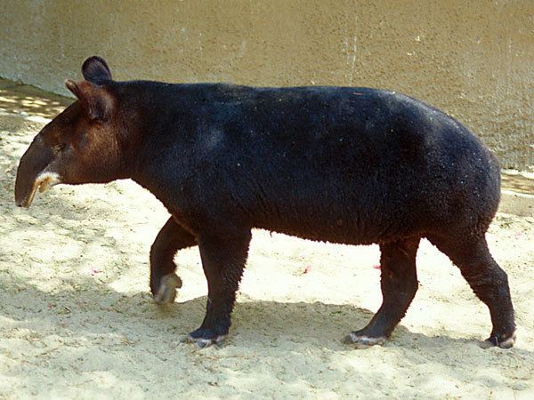 Mountain tapir Mountain TapirEndangered animals listOur endangered animals