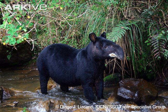 Mountain tapir Mountain tapir videos photos and facts Tapirus pinchaque ARKive