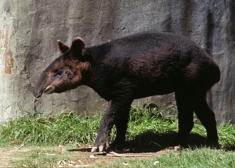 Mountain tapir Tapir Fact Sheet
