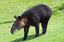 Mountain tapir httpsuploadwikimediaorgwikipediacommonsthu
