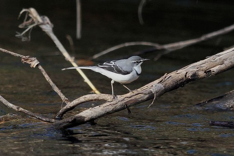 Mountain wagtail Mountain Wagtail Bird amp Wildlife Photography by Richard and Eileen