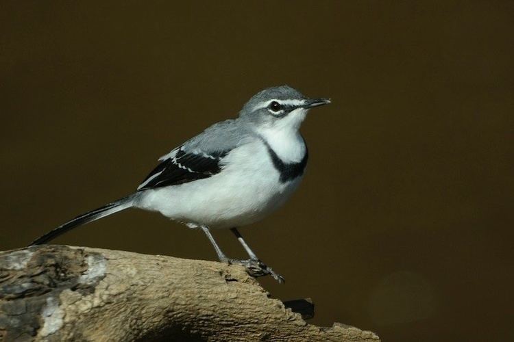 Mountain wagtail Mountain Wagtail