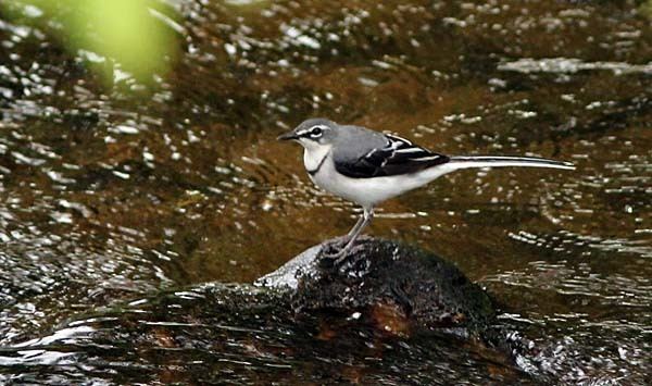 Mountain wagtail The Udzungwa Mountains in eastcentral Tanzania have some great