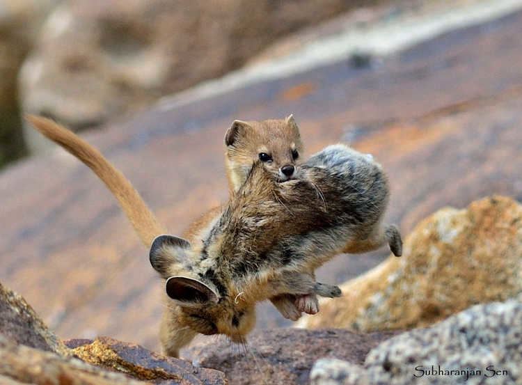 Mountain weasel Altai Mountain Weasel with Pika Kill by Subharanjan Sen Photo
