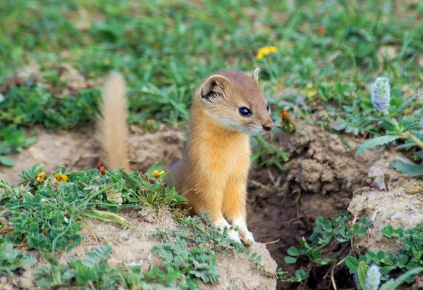 Mountain weasel ADW Mustela altaica INFORMATION