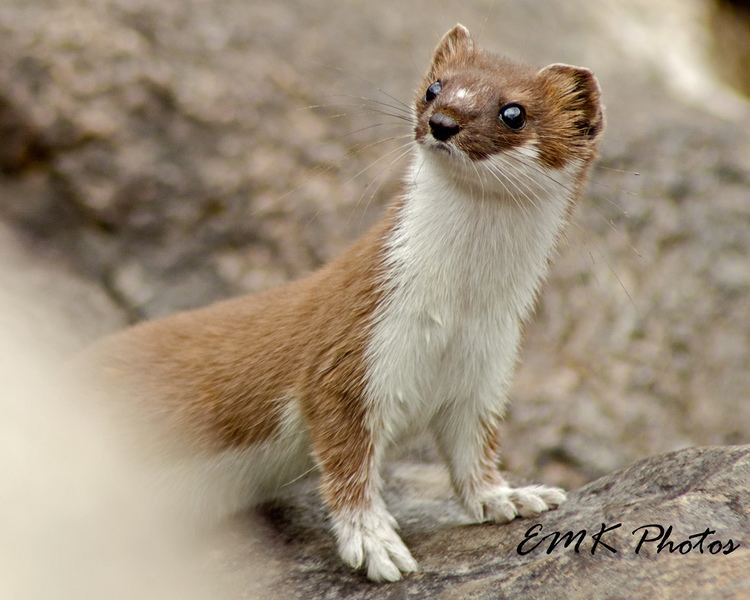 Mountain weasel The mountain weasel Curious little creature Captured in Flickr