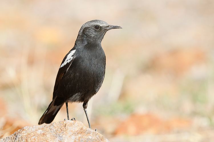Mountain wheatear Mountain Wheatear or Mountain Chat Bird amp Wildlife Photography by