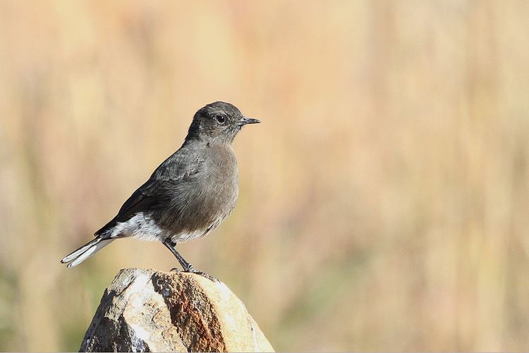 Mountain wheatear Mountain Wheatear or Mountain Chat Bird amp Wildlife Photography by