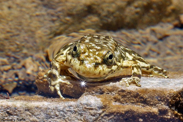 Mountain yellow-legged frog Southern Mountain Yellowlegged Frog Rana muscosa