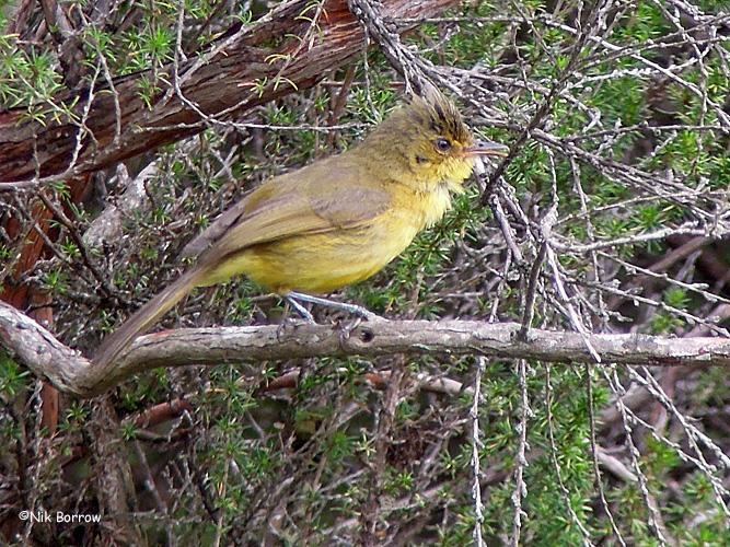 Mountain yellow warbler Mountain Yellow Warbler Chloropeta similis videos photos and