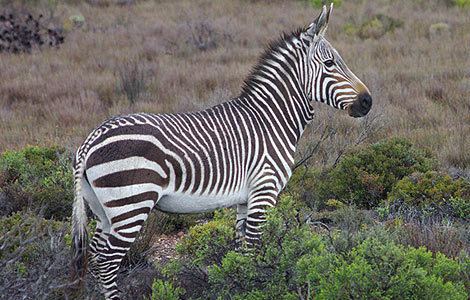 Mountain zebra Mountain Zebra National Park in South Africa