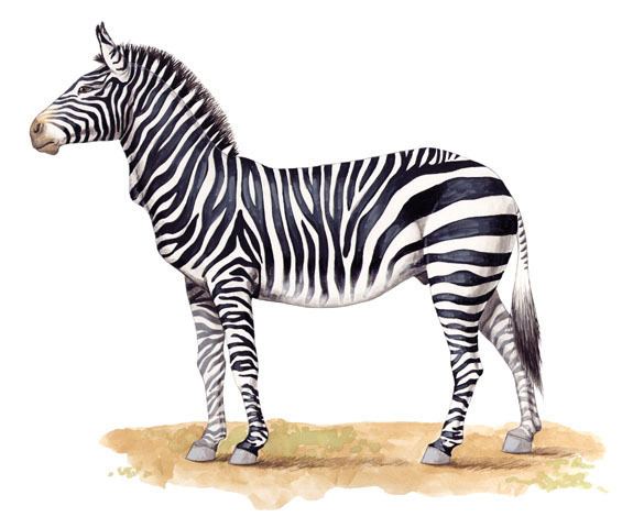 Mountain zebra animaldiversityorgcollectionscontributorsGrzim